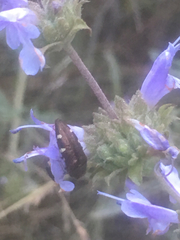 Acmaeodera prorsa
