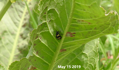 Gallerucida bifasciata