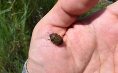 Orsilochides variabilis