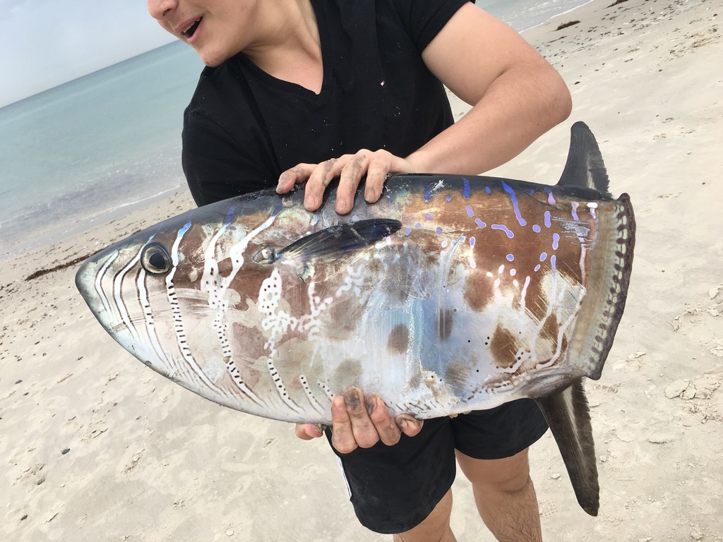 Dwarf sunfish (Ranzania laevis) — Molidae