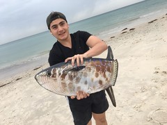 Ranzania laevis