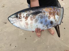 Ranzania laevis