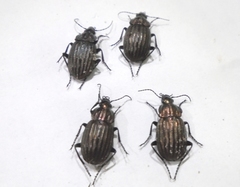 Chlaenius costulatus