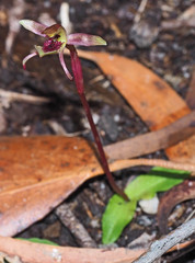 Chiloglottis curviclavia
