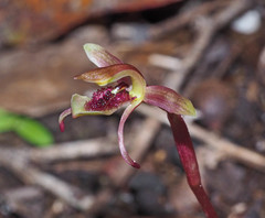 Chiloglottis curviclavia