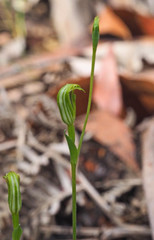 Pterostylis parviflora