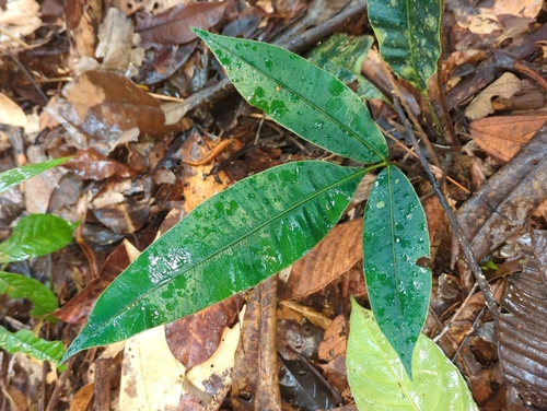 Danaea cartilaginea