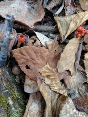 Microstoma protractum