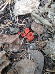 Microstoma protractum