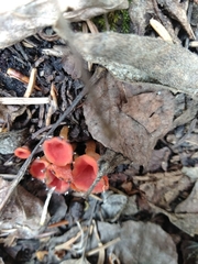 Microstoma protractum