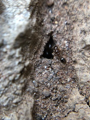 Formicidae