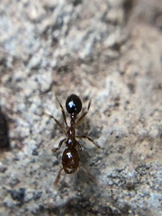 Formicidae