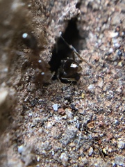 Formicidae