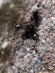Formicidae