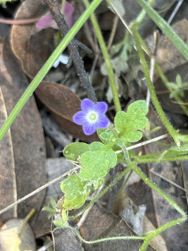 Eastwood's baby blue eyes (Nemophila pulchella)