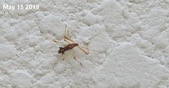 Epidaus tuberosus
