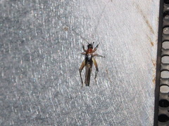Homoeoxipha lycoides
