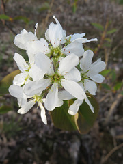 Amelanchier interior