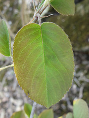 Amelanchier interior