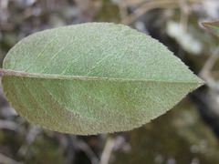 Amelanchier interior
