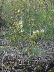 Amelanchier interior