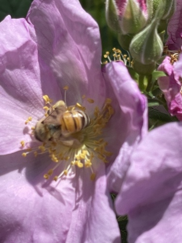 iNaturalist observation photo of Western Honey Bee
