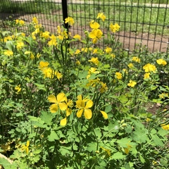Chelidonium majus