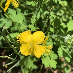 Chelidonium majus