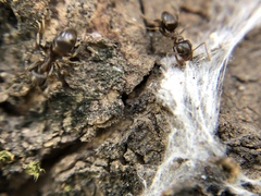 Lasius