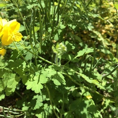 Chelidonium majus