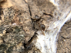Lasius