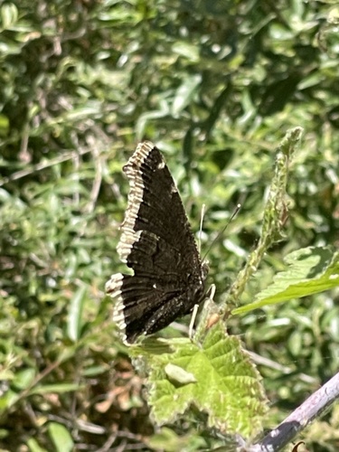 iNaturalist observation photo of Mourning Cloak