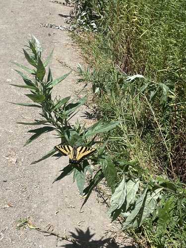 iNaturalist observation photo of Western Tiger Swallowtail