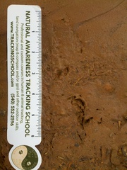 Petrochelidon pyrrhonota