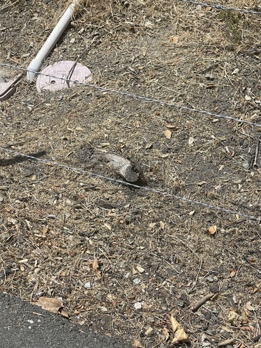 iNaturalist observation photo of Great Basin Fence Lizard