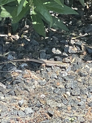 iNaturalist observation photo of Sonoran Spotted Whiptail