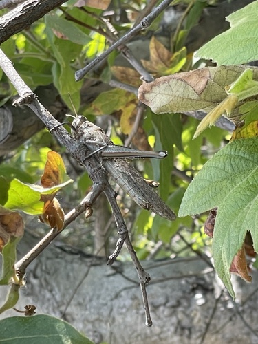 iNaturalist observation photo of Gray Bird Grasshopper