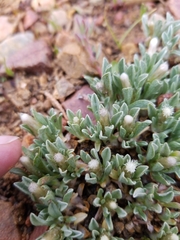Antennaria dimorpha