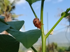 Podontia quatuordecimpunctata