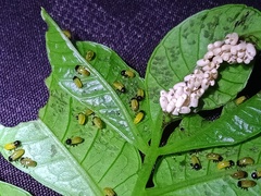 Podontia quatuordecimpunctata