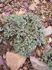 Antennaria dimorpha