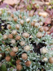 Antennaria dimorpha