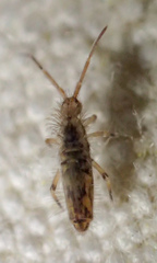 Entomobrya suzannae