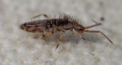 Entomobrya suzannae