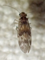 Peripsocus subfasciatus