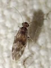 Peripsocus subfasciatus