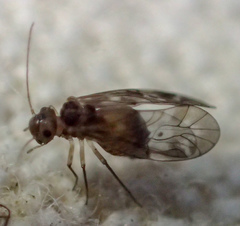 Peripsocus subfasciatus
