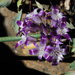 Allium abramsii - Photo (c) 2012 Gary A. Monroe, algunos derechos reservados (CC BY-NC)