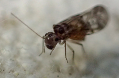 Peripsocus subfasciatus