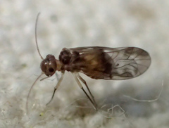 Peripsocus subfasciatus